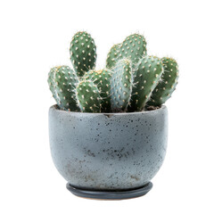 Small cactus in a gray ceramic pot