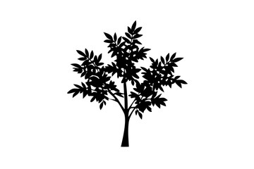 Obraz premium Blooming Neem Tree Silhouette blooming tree white background