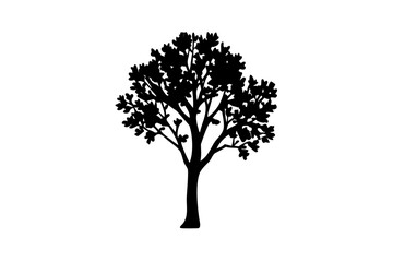 Blooming poplar tree silhouette on white background