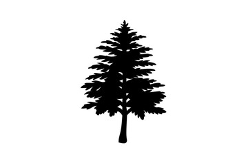 Blooming Redwood Tree Silhouette nature forest