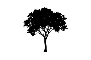 Fototapeta premium Blue Rowan Tree Silhouette nature