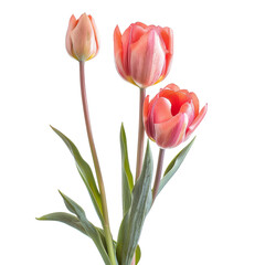 Three peach-colored tulips, close-up