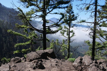 Blick durch Kiefern zum Teide auf Teneriffa
