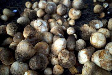 Fresh Jamur Merang, Volvariella volvacea, Straw Mushrooms for cooking. Food ingredients