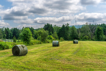 Hay in a field waiting to be pick up with wind turbines in the background