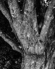 A tree with an human face