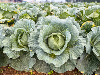 Close-up of green cabbage plants growing in an agricultural field. Fresh leafy vegetables ready for...
