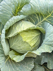 Macro photo of a fresh green cabbage growing in a farm field, showing detailed leaf texture and natural patterns, suitable for agriculture, organic food, and healthy produce themes.

