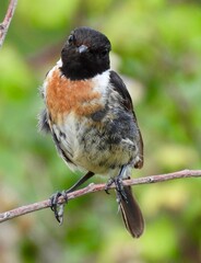 Male Stonechat on branch