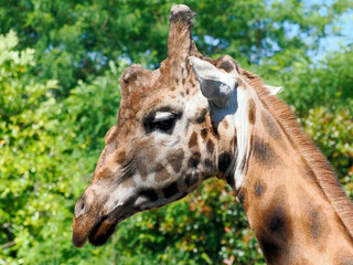 Profile portrait of giraffe (Giraffa camelopardalis) seen from profile