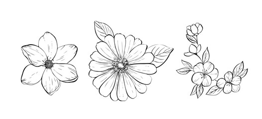 Vector delicate flower set. Hand painted linear contour magnolia, plumeria, gerbera sakura. Graphic clipart isolated. Botanical, tattoo and wedding illustration. For designers, invitations, decoration