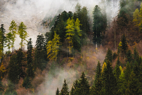 View of vibrant autumn foliage with green and yellow trees contrasted against a misty mountain backdrop, Gousau, Austria.
