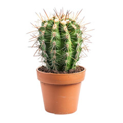 Small cactus in terracotta pot
