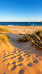 golden grass grows on the sandy seashore