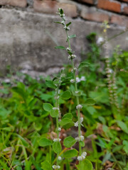 close up of the wild Ouret lanata plant in flower