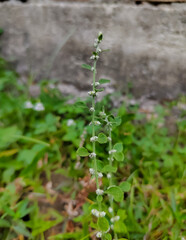 close up of the wild Ouret lanata plant in flower