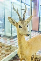 The beast is a Siberian roe deer. Animal, close-up of the head