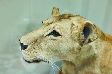 The lioness beast. Animal, close-up of the head
