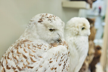 An owl with mottled plumage. Birds of our planet