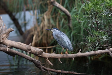 A small blue heron stands on a branch with a bug in its beak, set against a lush green background of reeds and trees, capturing a moment of wild bird behaviour