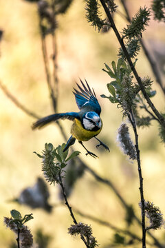 Modraszka w locie, przelatująca miedzy gałązkami