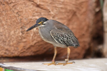 A photo of a small heron with striking yellow eyes and patterned wings is displayed on a laptop...