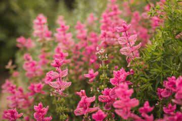 Fototapeta premium Pink salvia viridis flowers blooming in the garden