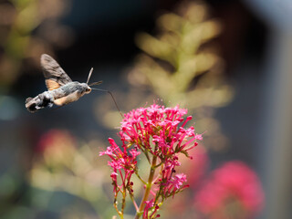 Close-up of Hummingbird Hawk-moth butterfly (Macroglossum stellatarum) feeding of red valerian flowers (Centranthus ruber) in flight
