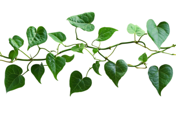 Twisted jungle vines liana plant with heart shaped .png