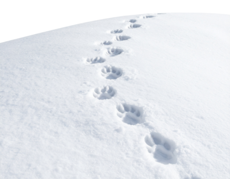  Animal Paw Prints in Snow Diagonally Across Frame, Realistic Texture, isolated transparent background png