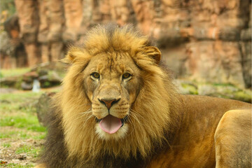 Majestic Male Lion on Grass