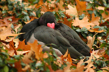 Black Swan Nestled in Autumn Leaves