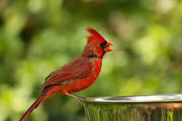 Northern Cardinal Perched on Birdbath
