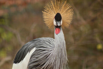 Grey Crowned Crane with Golden Plumage
