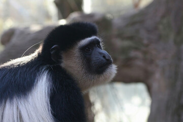 Black-and-White Colobus Monkey Posing