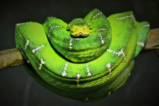 Green Tree Python Coiled on Branch