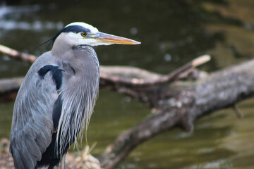 Great Blue Heron on Riverbank