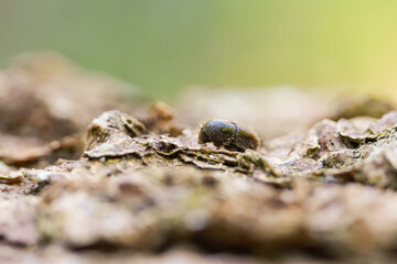 Ips typographus Nahaufnahme