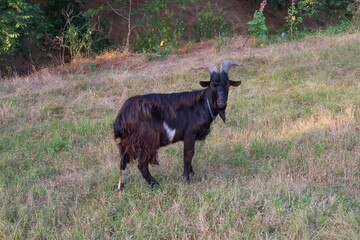 Male black goat with white patches and long horns tied on a rope in a field. Rural summer landscape...