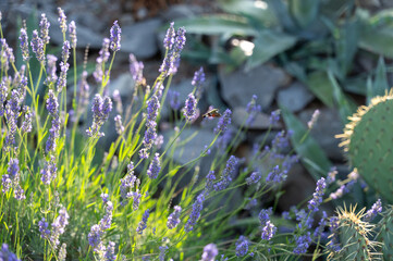 Lavender and cacti in a garden with a hawk-moth