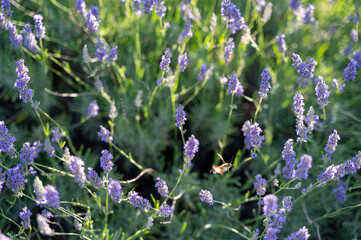 Hawk-moth butterfly on lavender blossom