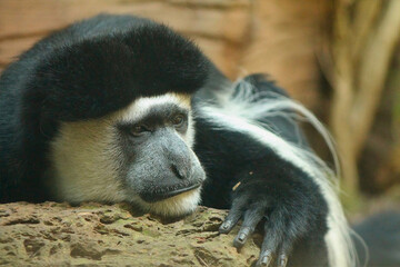 Colobus Monkey Resting on Rock