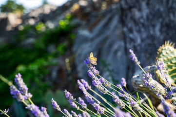 Beautiful butterfly on purple lavender