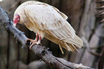 White Turkey Perched on Branch