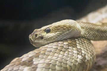 Rattlesnake with Diamond Patterned Scales