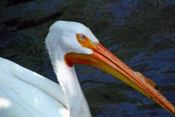 American White Pelican with Long Beak