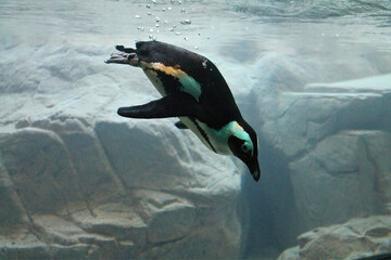 Penguin Swimming Underwater Near Rocks