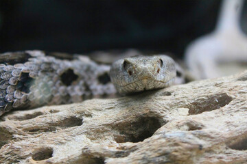 Snake Head Emerging from Hollow Log