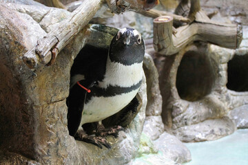 Pair of Penguins in Rocky Nesting Area