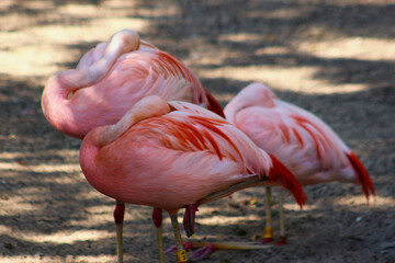 Pink Flamingos Standing Together